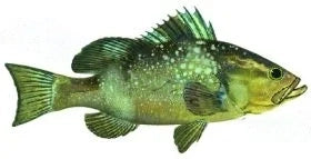 Fish Image