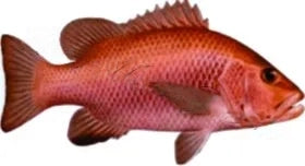 Fish Image