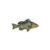 Fish Image