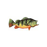 Fish Image