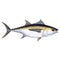 Gold King Mackerel