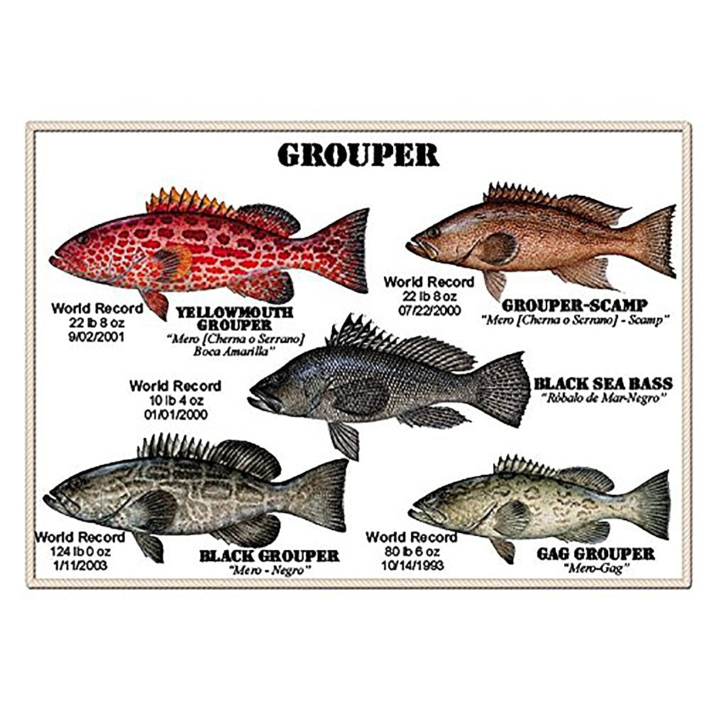 Florida Saltwater Fish Identification Card Fish Species Guide With