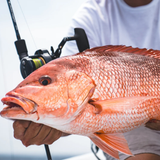 DAIWA Saltiga G Star Drag Conventional Reel- Jigging Handle
