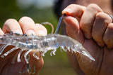 LIVE OPS Rigged Sumo Shrimp 5" - Natural Tiger