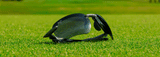 MAUI JIM Ho'okipa Ultra G Polarized Sunglasses