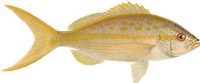 Fish Image